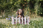 Dachshund puppy