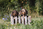 Dachshund puppy