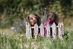Dachshund puppy