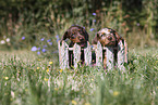 Dachshund puppy