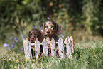 Dachshund puppy
