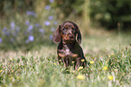 Dachshund puppy