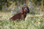 Dachshund puppy