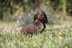 Dachshund puppy