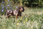 Dachshund puppy