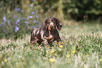 Dachshund puppy