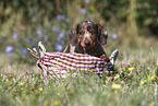 Dachshund puppy