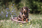 Dachshund puppy