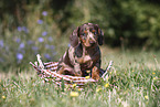 Dachshund puppy