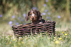 Dachshund puppy