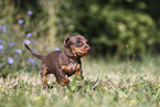 Dachshund puppy
