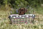 Dachshund puppy