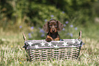 Dachshund puppy
