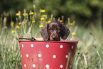 Dachshund puppy