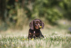 Dachshund puppy
