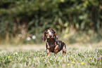 Dachshund puppy