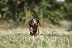 Dachshund puppy