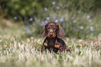 Dachshund puppy