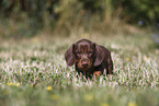 Dachshund puppy