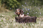Dachshund puppy