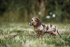 Dachshund puppy