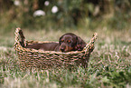 Dachshund puppy
