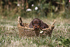 Dachshund puppy