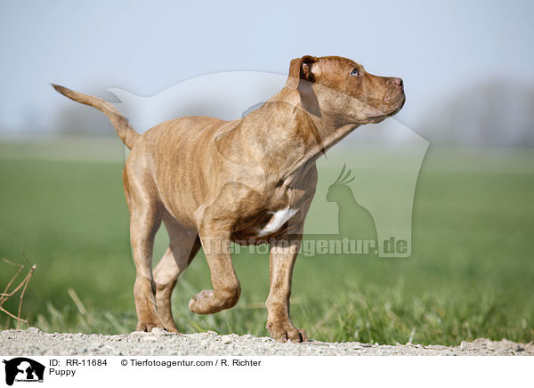 American Pit Bull Terrier Welpe / Puppy / RR-11684