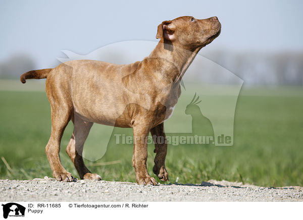 American Pit Bull Terrier Welpe / Puppy / RR-11685