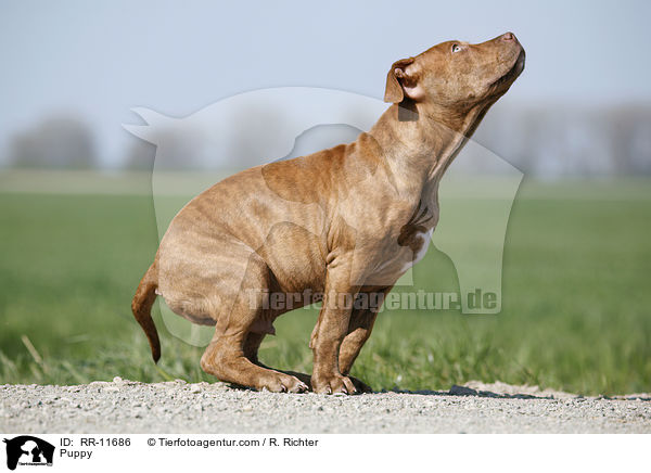 American Pit Bull Terrier Welpe / Puppy / RR-11686