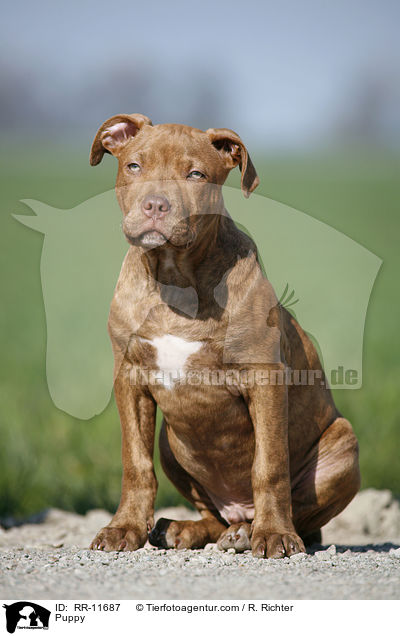 American Pit Bull Terrier Welpe / Puppy / RR-11687