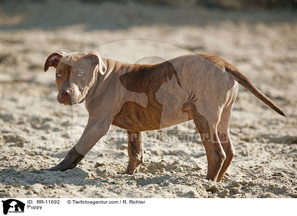 American Pit Bull Terrier Welpe / Puppy / RR-11692