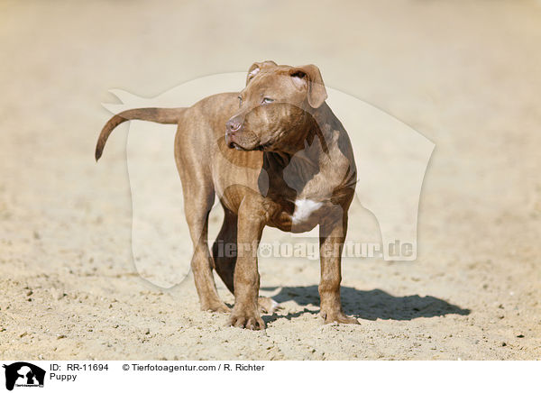 Puppy / RR-11694