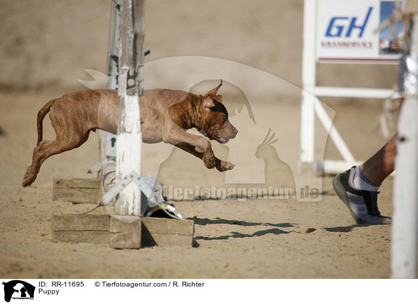 Puppy / RR-11695