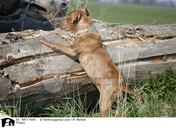 Puppy / RR-11696
