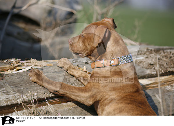 American Pit Bull Terrier Welpe / Puppy / RR-11697