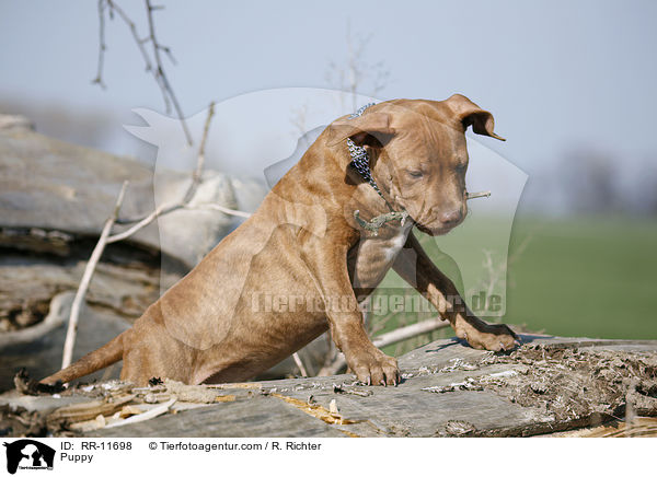 American Pit Bull Terrier Welpe / Puppy / RR-11698