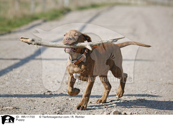 Puppy / RR-11700