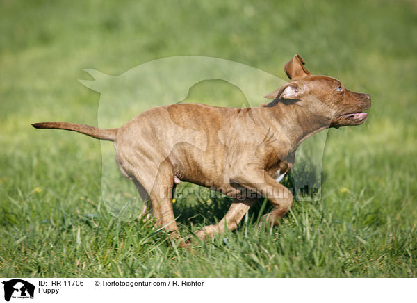 Puppy / RR-11706