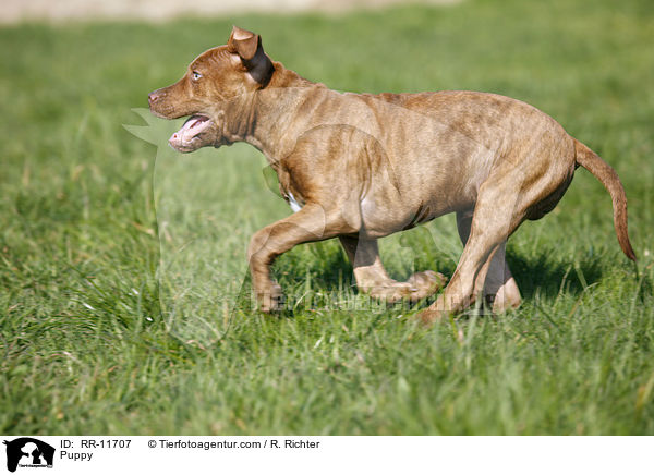 American Pit Bull Terrier Welpe / Puppy / RR-11707