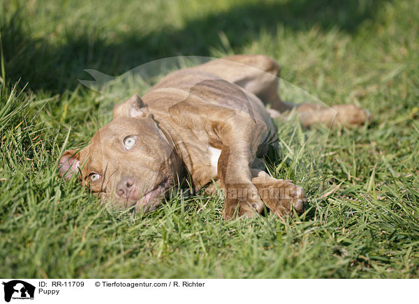 Puppy / RR-11709