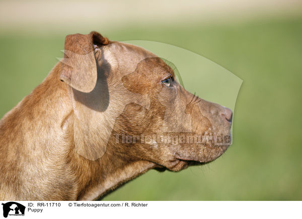 Puppy / RR-11710