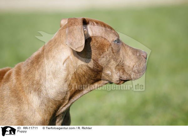 Puppy / RR-11711