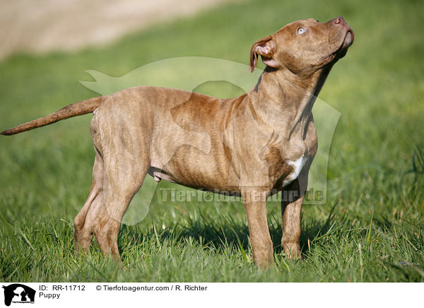 American Pit Bull Terrier Welpe / Puppy / RR-11712