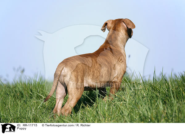 Puppy / RR-11715