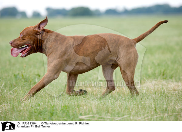 American Pit Bull Terrier / RR-21364