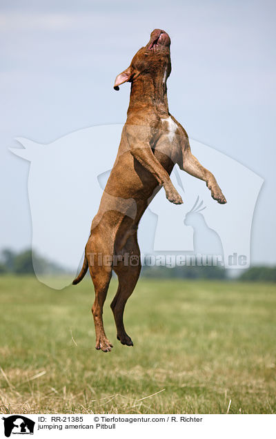 springender American Pit Bull / jumping american Pitbull / RR-21385