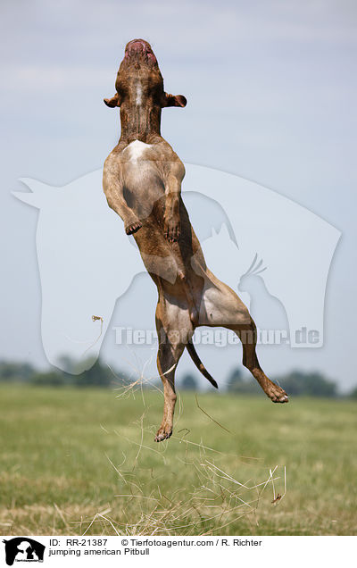 jumping american Pitbull / RR-21387