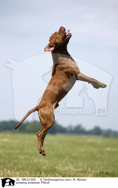 jumping american Pitbull / RR-21390