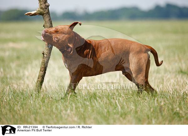 American Pit Bull Terrier / American Pit Bull Terrier / RR-21394
